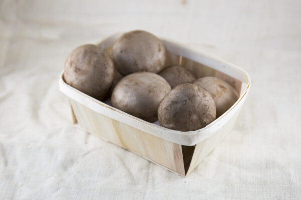 Portobello eco (Agaricus brunnescens)