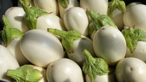 Berenjena blanca (Solanum melongena)